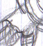 lastscan